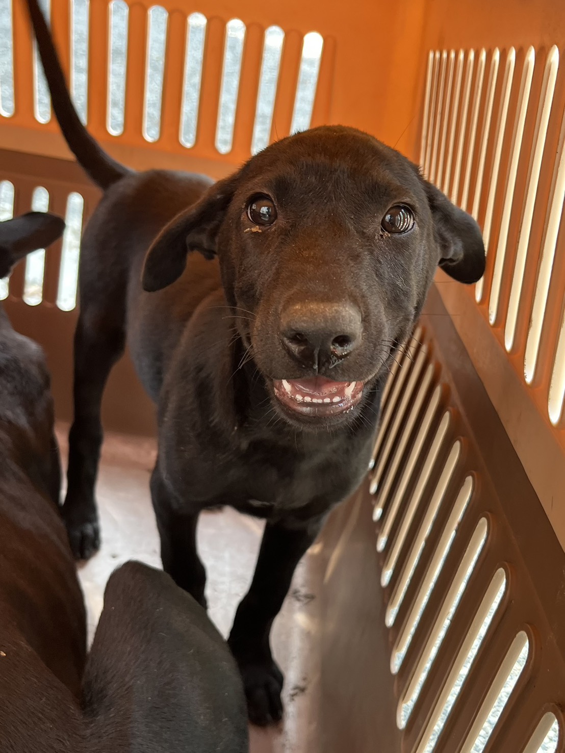 彰化縣待認養狗 混種犬