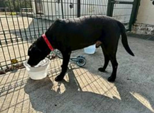 連江縣待認養狗 拉不拉多犬