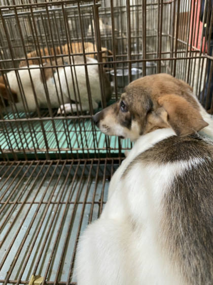 台南市待認養狗｜混種犬｜黃白色｜母