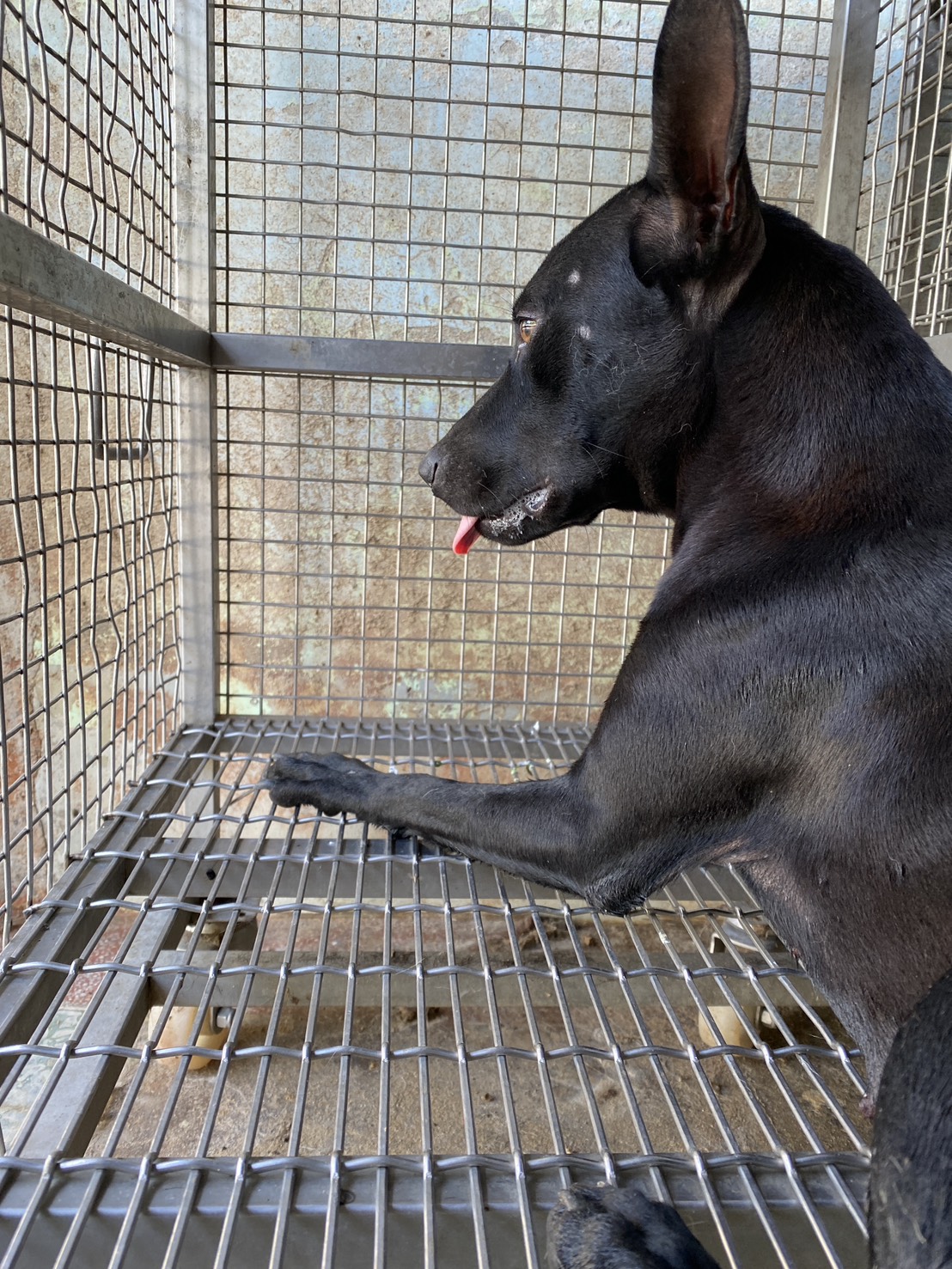 台南市待認養狗 混種犬