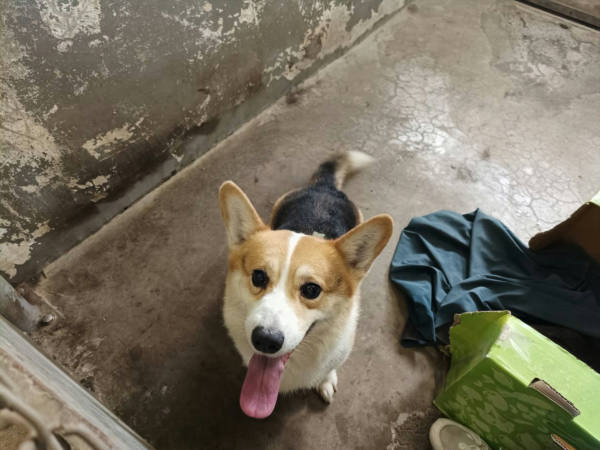 新竹市待認養狗 威爾斯柯基犬