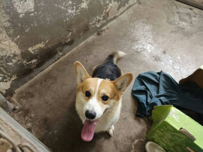 新竹市待認養狗｜威爾斯柯基犬｜黑黃色｜公