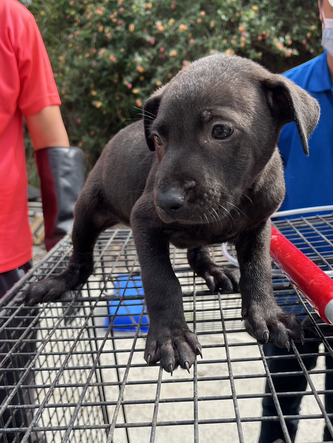 彰化縣待認養狗 混種犬