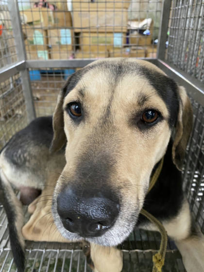 台南市待認養狗｜混種犬｜黑黃色｜公