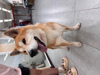 基隆市待認養狗 柴犬