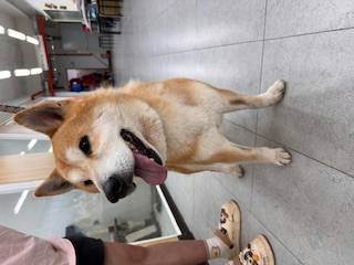 基隆市待認養狗｜柴犬｜黃色｜公