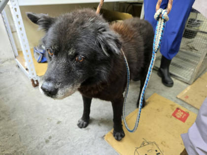 台北市待認養狗｜混種犬｜黑色｜公