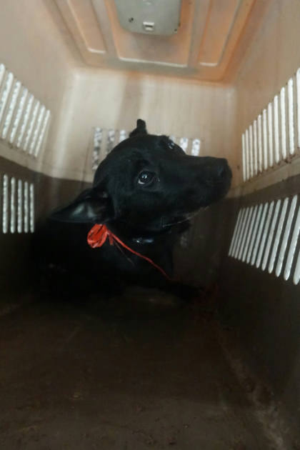 宜蘭縣待認養狗｜混種犬｜黑色｜公