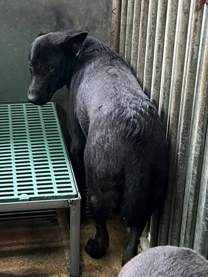 彰化縣待認養狗｜混種犬｜黑色｜公