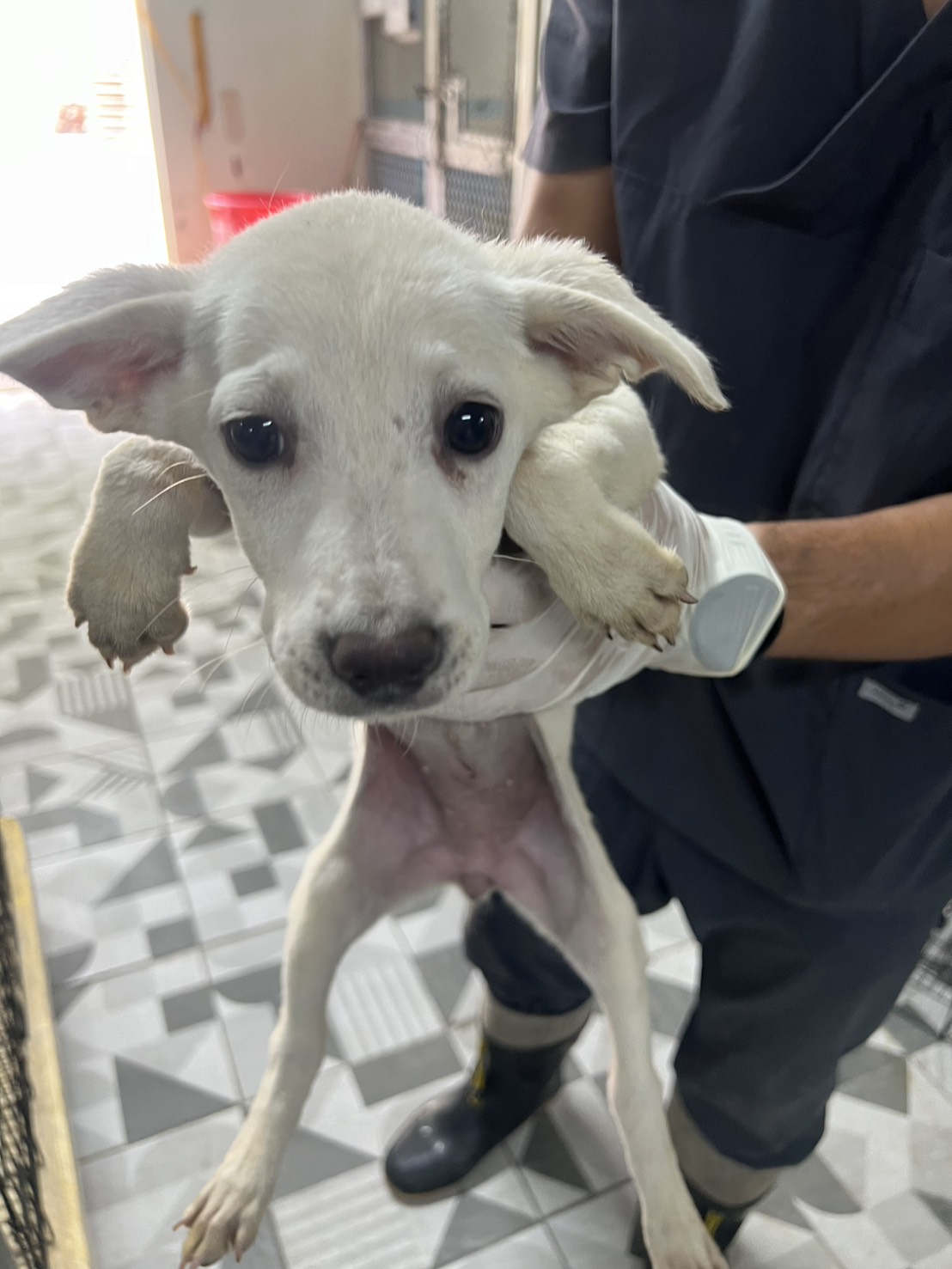 苗栗縣待認養狗 混種犬