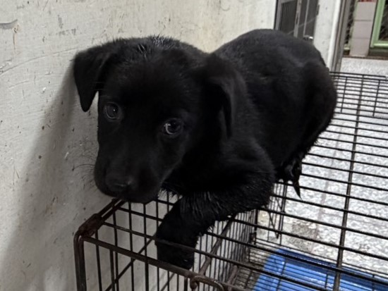 高雄市待認養狗 混種犬