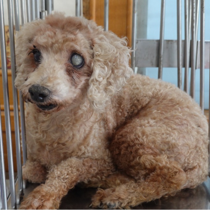 台南市待認養狗 貴賓犬
