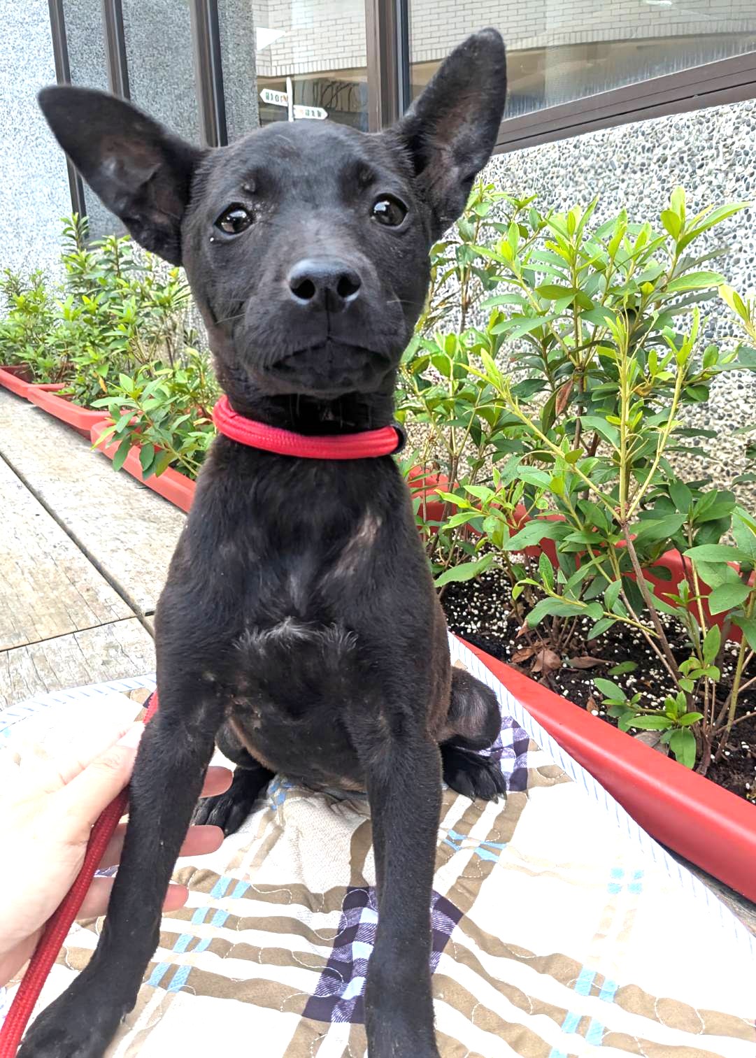 新竹縣待認養狗 混種犬