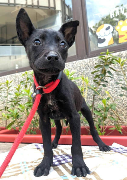 新竹縣待認養狗｜混種犬｜黑色｜公