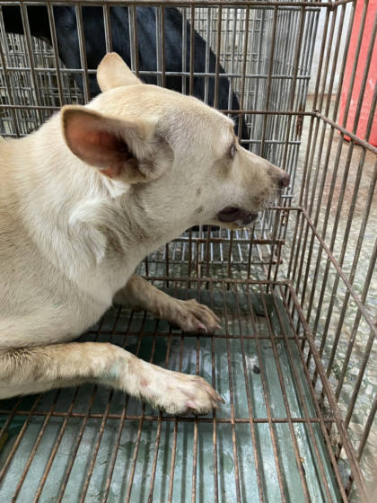 台南市待認養狗｜混種犬｜白色｜母