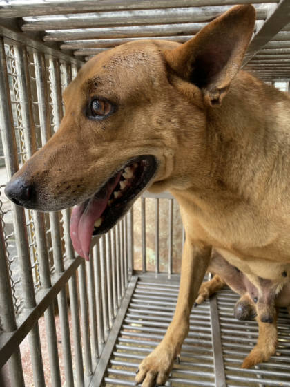 台南市待認養狗｜混種犬｜黃色｜公