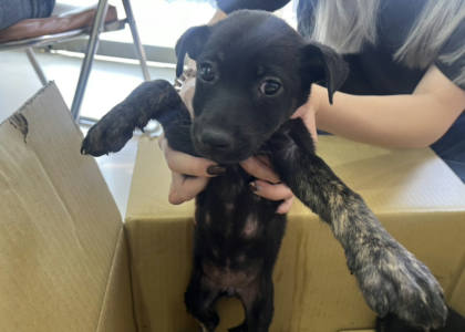 高雄市待認養狗｜混種犬｜黑色｜母