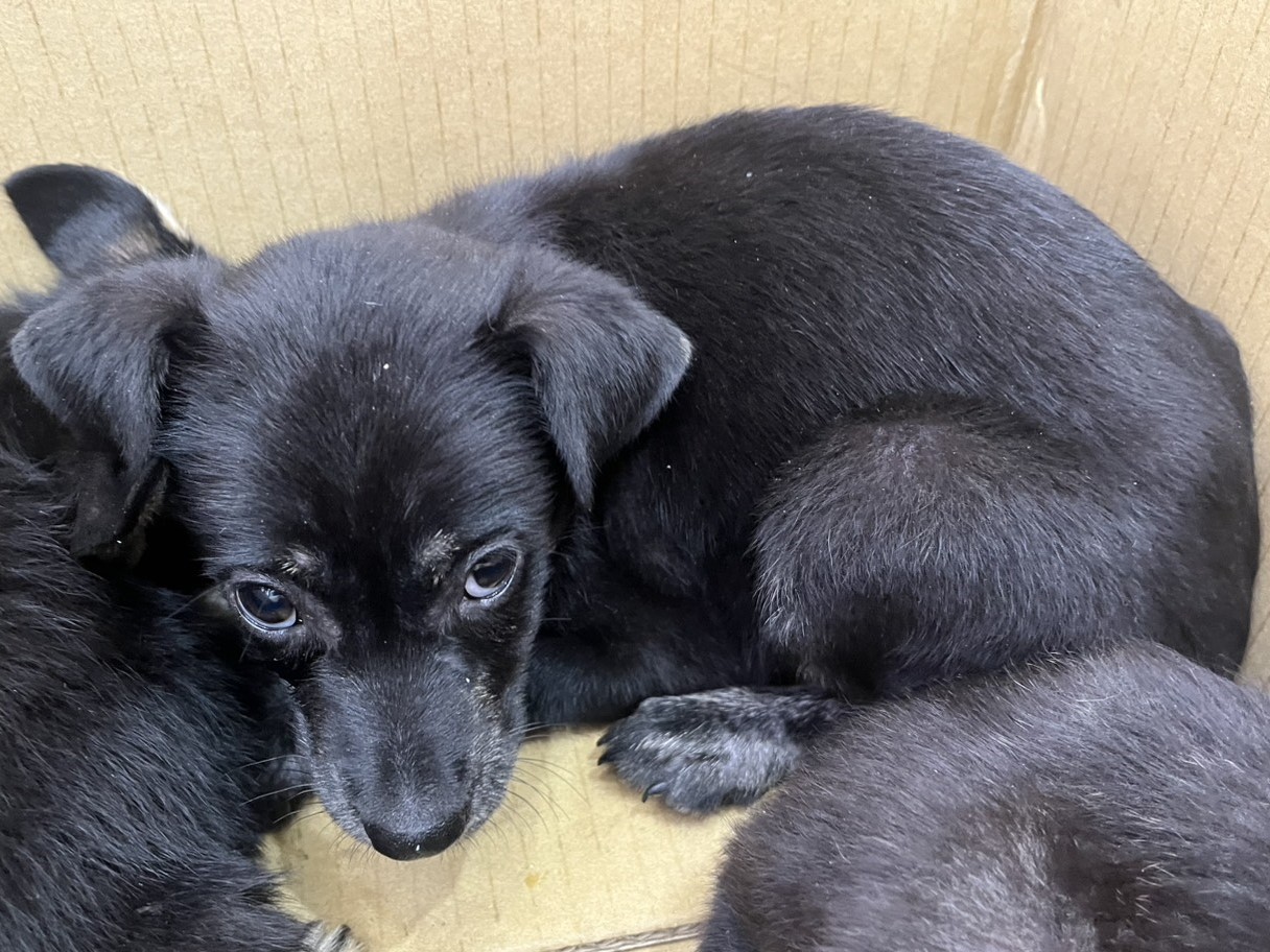 高雄市待認養狗 混種犬