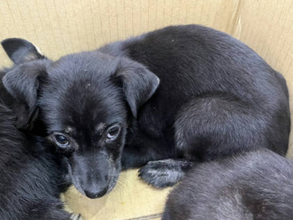 高雄市待認養狗｜混種犬｜黑色｜母