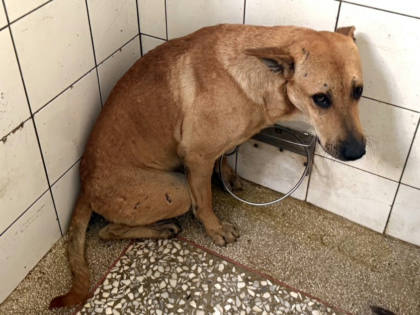 高雄市待認養狗｜混種犬｜黃色｜公