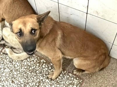 高雄市待認養狗｜混種犬｜黃色｜公