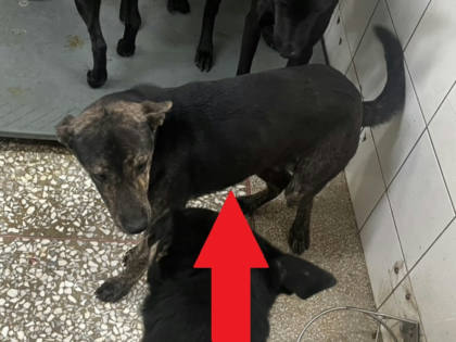 高雄市待認養狗｜混種犬｜黑色｜公