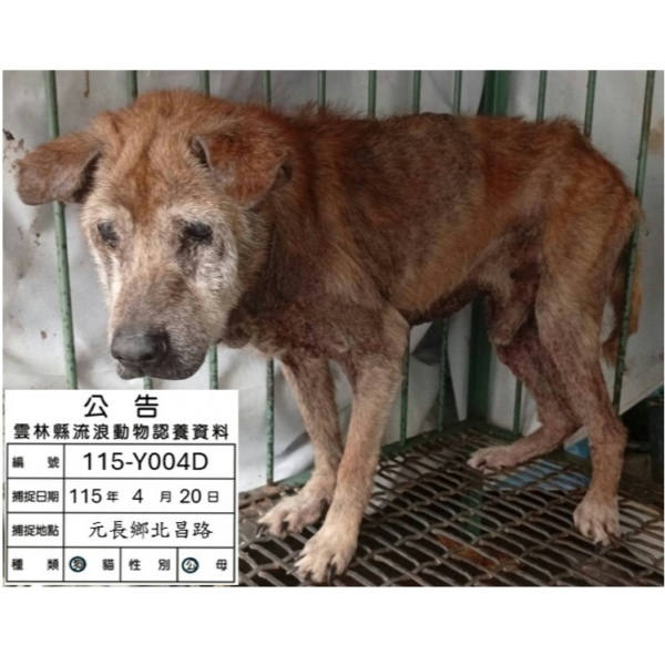 雲林縣待認養狗 混種犬