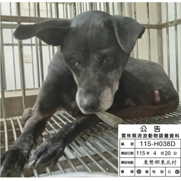 雲林縣待認養狗 混種犬