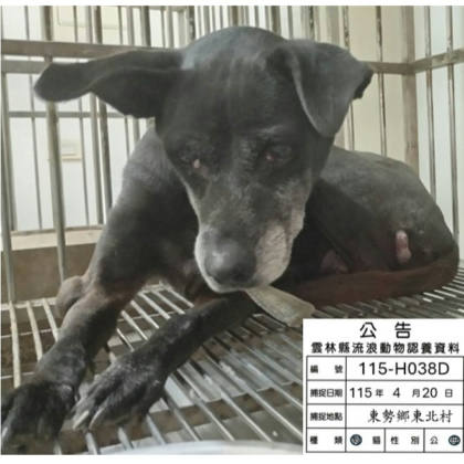 雲林縣待認養狗｜混種犬｜黑色｜母