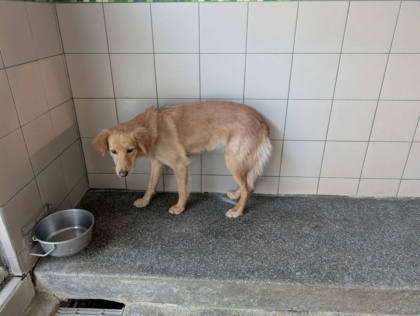高雄市待認養狗｜混種犬｜黃色｜母