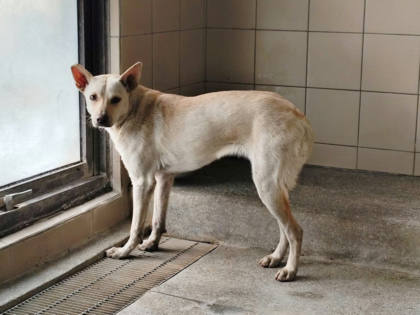 高雄市待認養狗｜混種犬｜白色｜母