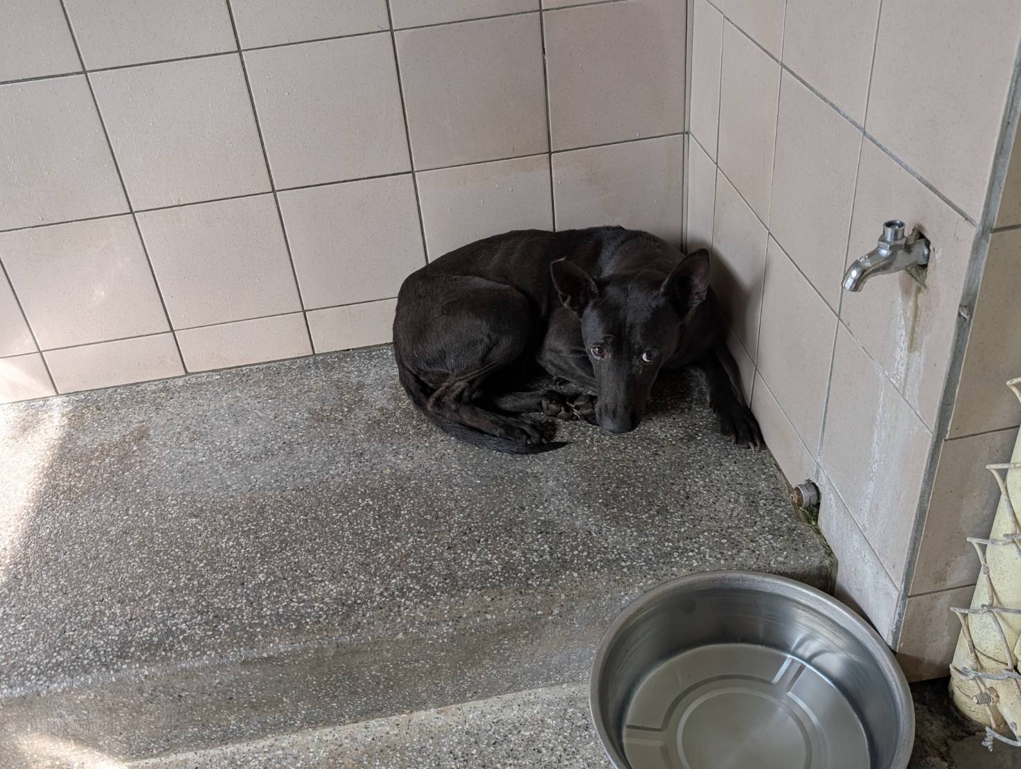 高雄市待認養狗 混種犬
