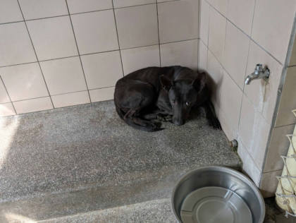 高雄市待認養狗｜混種犬｜黑色｜母