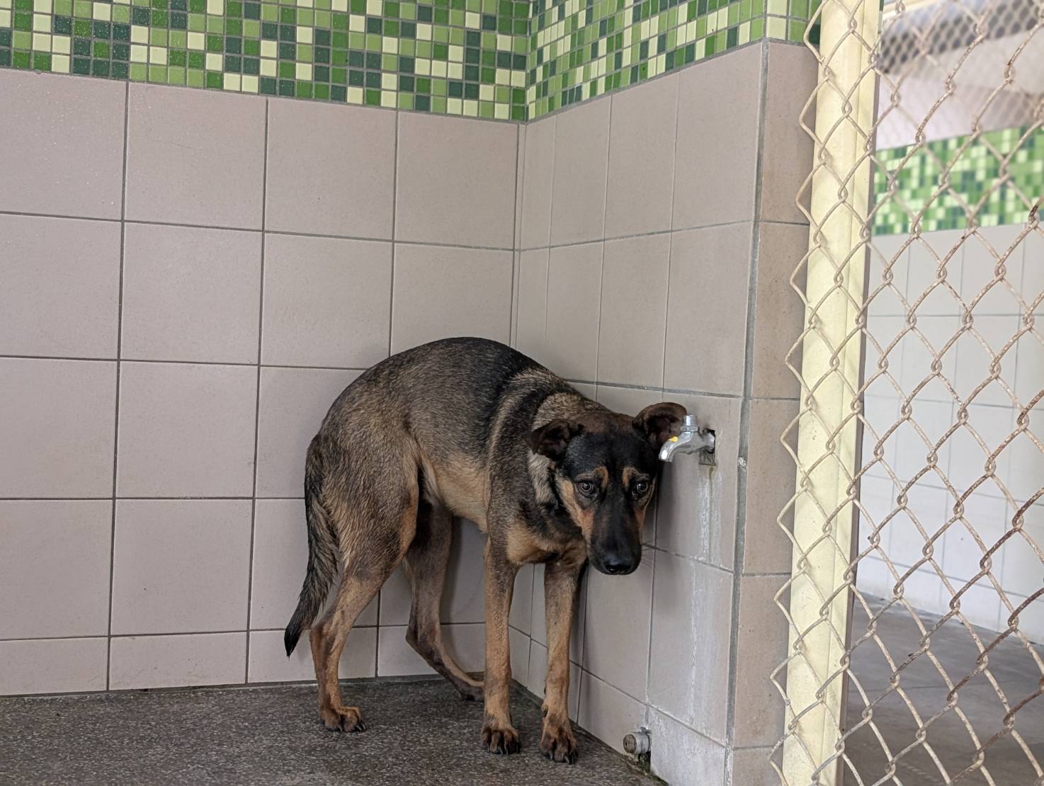 高雄市待認養狗 混種犬