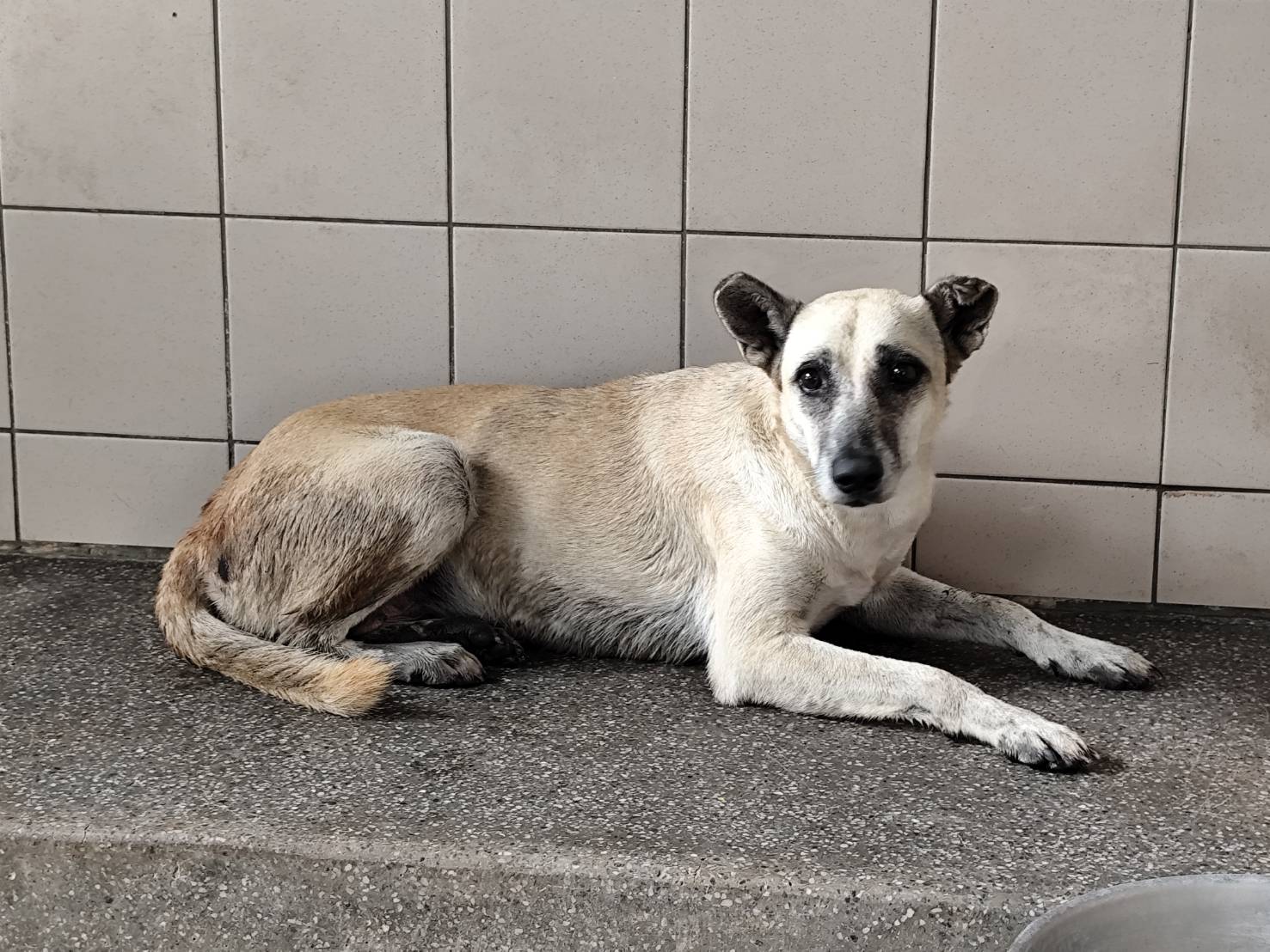 高雄市待認養狗 混種犬