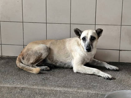 高雄市待認養狗｜混種犬｜黃色｜母