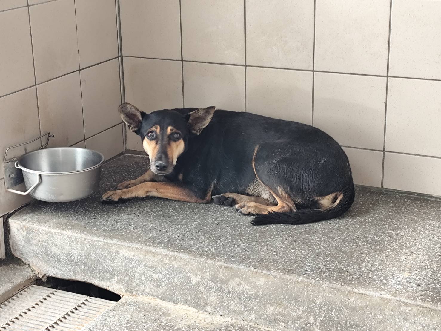 高雄市待認養狗 混種犬