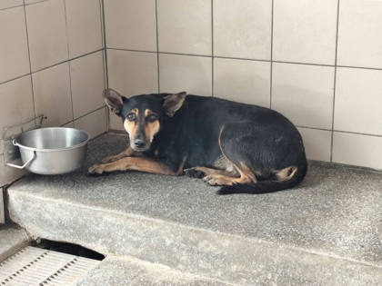 高雄市待認養狗｜混種犬｜黑色｜母