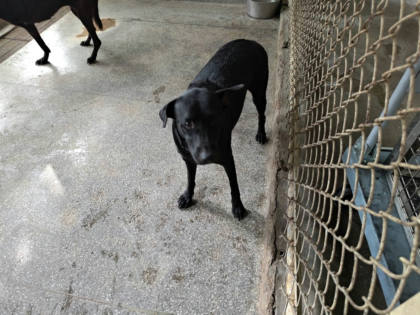 高雄市待認養狗｜混種犬｜黑色｜母
