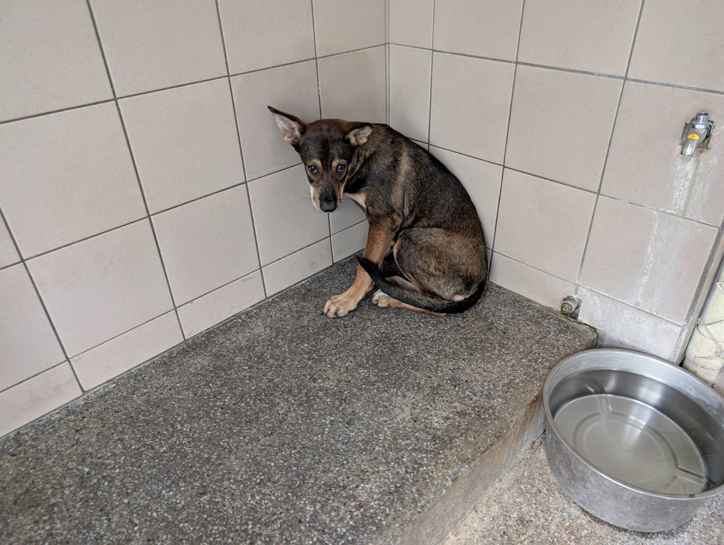 高雄市待認養狗 混種犬