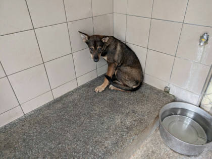 高雄市待認養狗｜混種犬｜黃色｜母