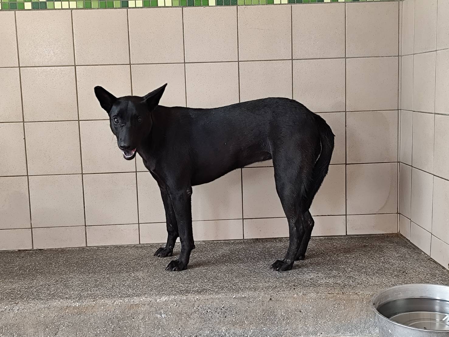 高雄市待認養狗 混種犬