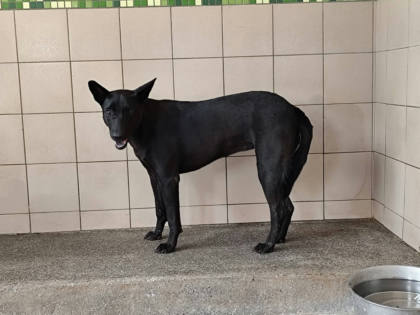 高雄市待認養狗｜混種犬｜黑色｜母