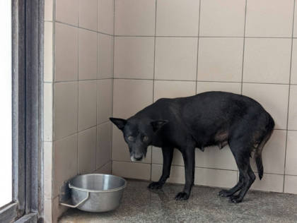 高雄市待認養狗｜混種犬｜黑色｜母