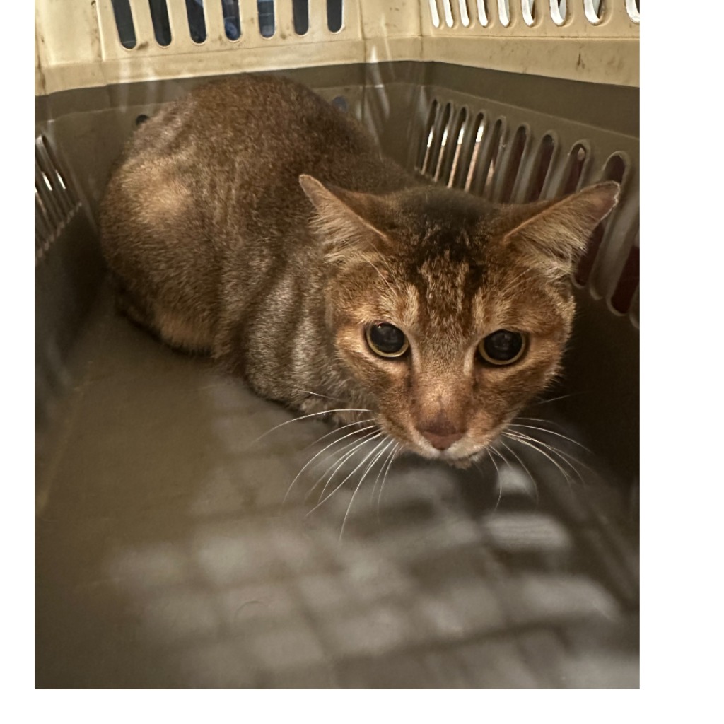 新北市待認養貓 混種貓