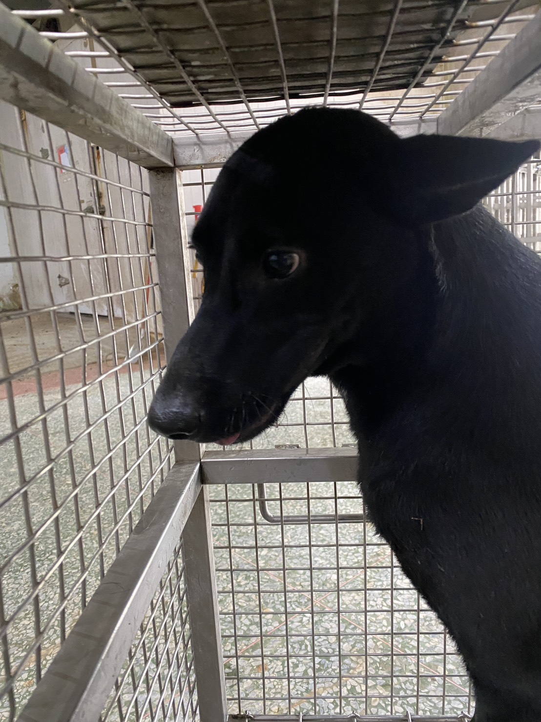 台南市待認養狗 混種犬