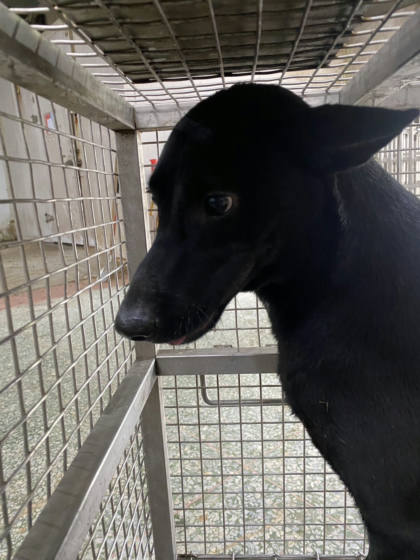 台南市待認養狗｜混種犬｜黑色｜公
