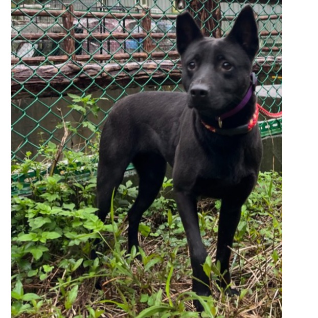 新北市待認養狗 混種犬