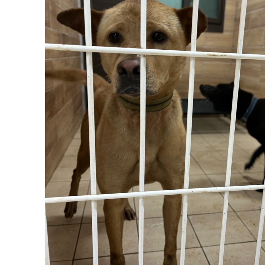 新北市待認養狗 混種犬