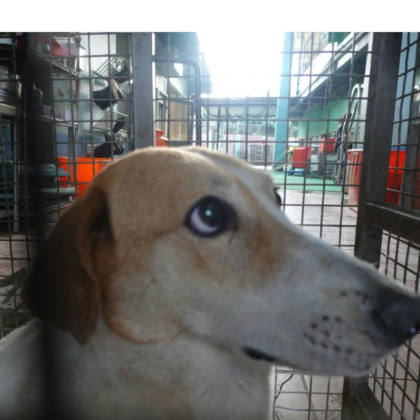 台南市待認養狗｜混種犬｜黃白色｜公